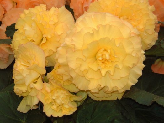 B. ‘Jasmine’